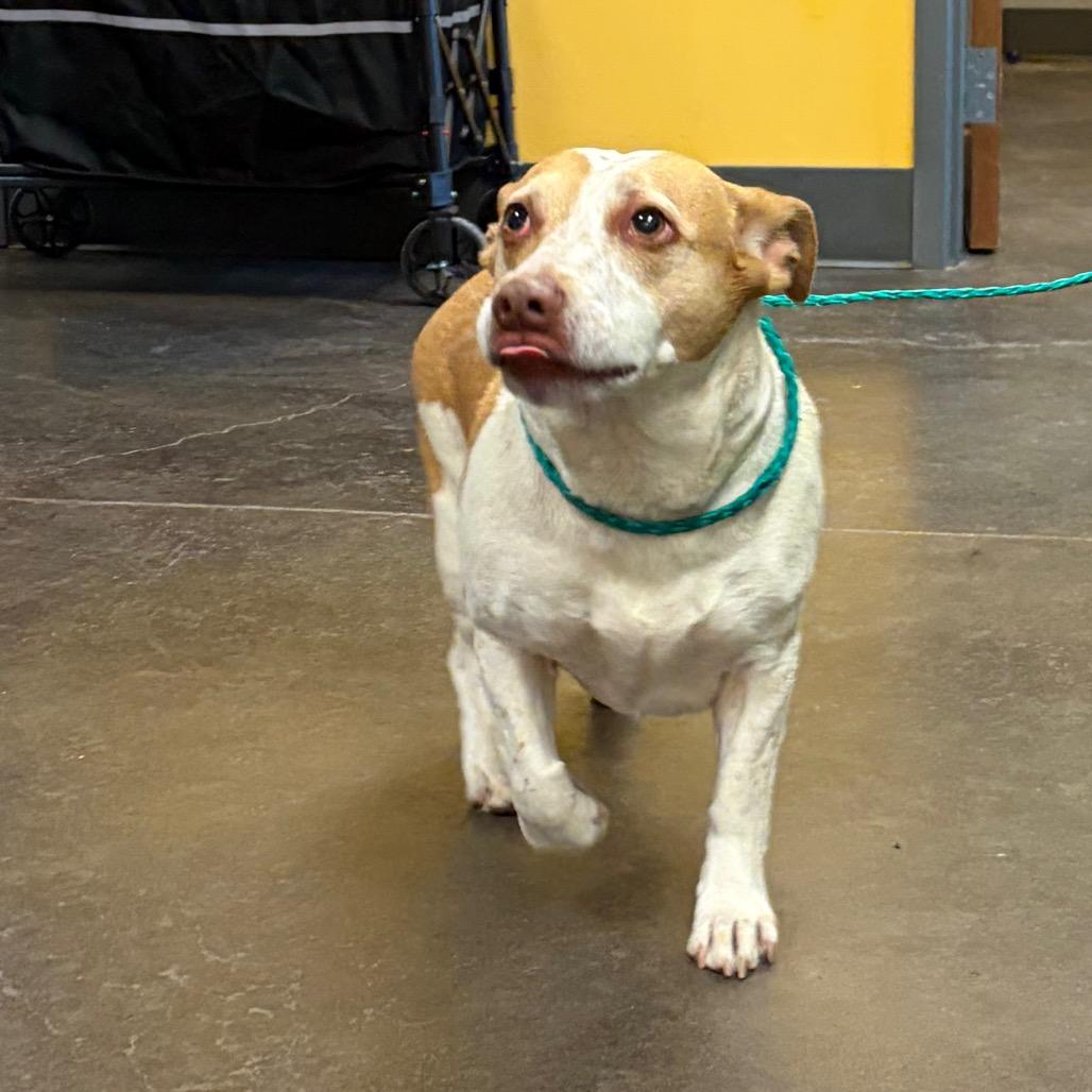 Enlarge Athena, a Adoptable mixed breed in Norman, OK image 5/6