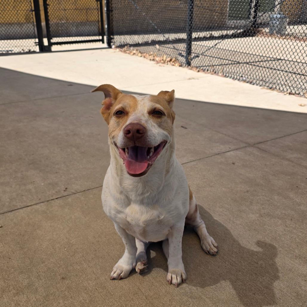 Enlarge Athena, a Adoptable mixed breed in Norman, OK image 6/6