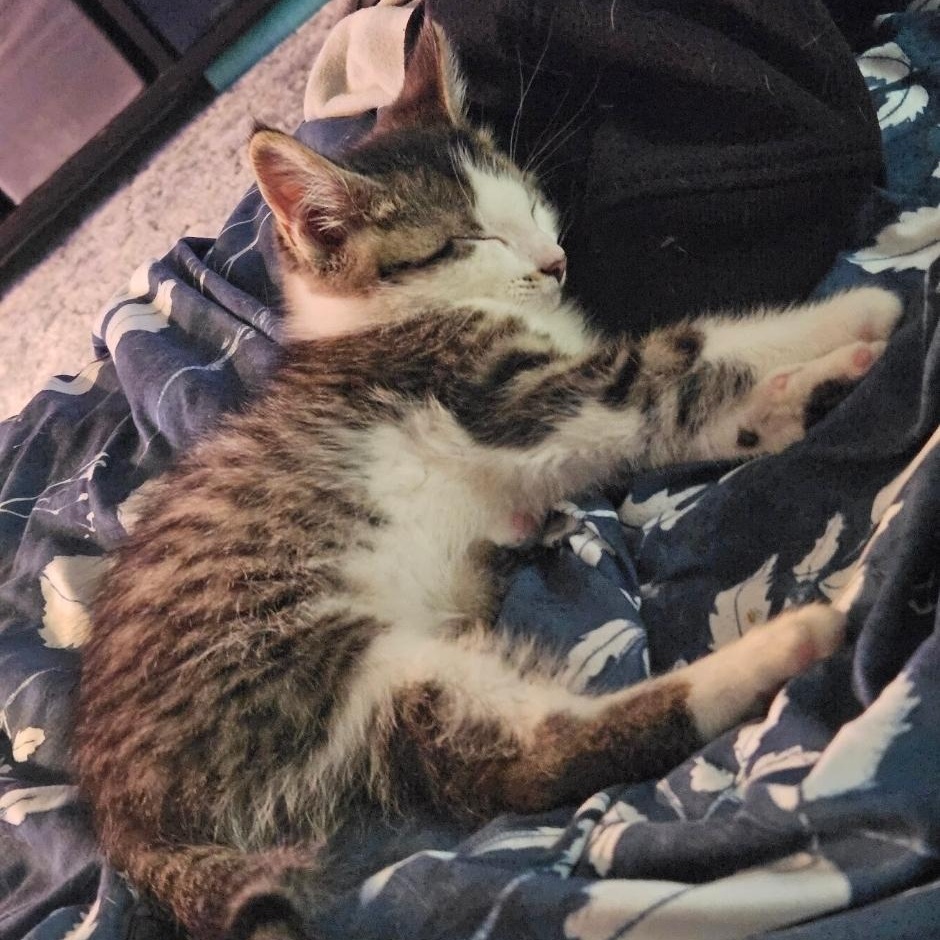 Enlarge Percy, a ADOPTABLE Domestic Medium Hair in Waverly, IA image 2/6