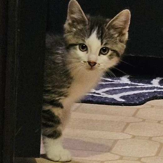 Enlarge Percy, a ADOPTABLE Domestic Medium Hair in Waverly, IA image 3/6