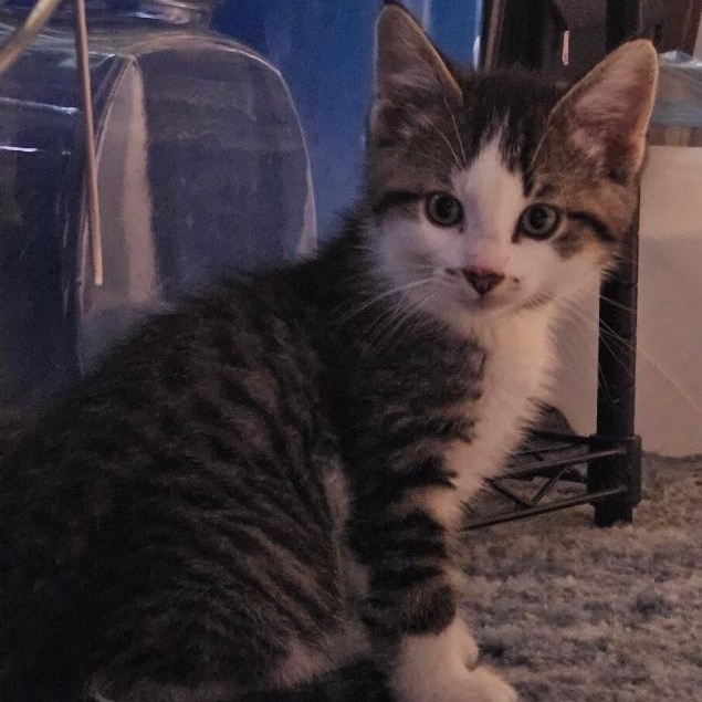 Enlarge Percy, a ADOPTABLE Domestic Medium Hair in Waverly, IA image 6/6