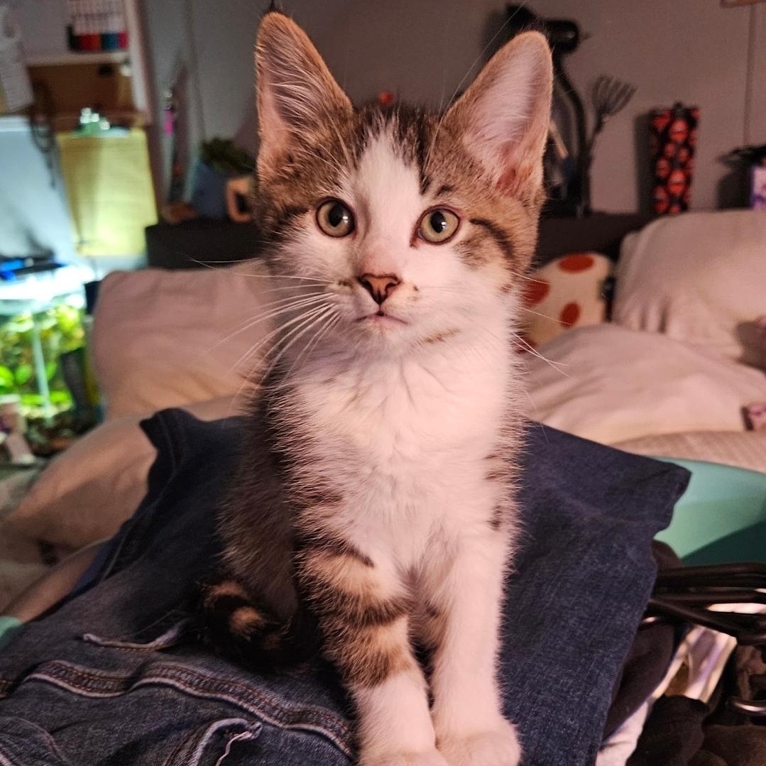 Enlarge Percy, a ADOPTABLE Domestic Medium Hair in Waverly, IA image 1/6