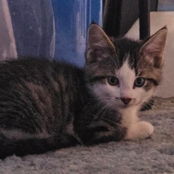 Enlarge Percy, a ADOPTABLE Domestic Medium Hair in Waverly, IA image 4/6