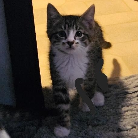 Enlarge Percy, a ADOPTABLE Domestic Medium Hair in Waverly, IA image 5/6