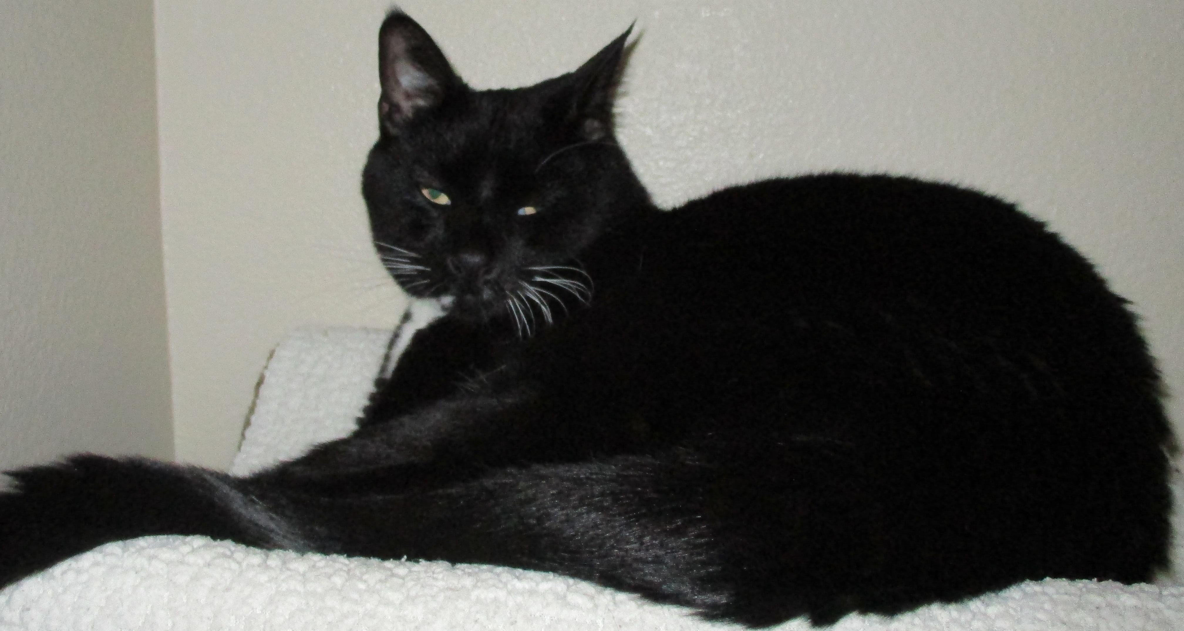 Enlarge Cookie (formerly Sheba), a Adoptable Tuxedo in Mesquite, NV image 3/3