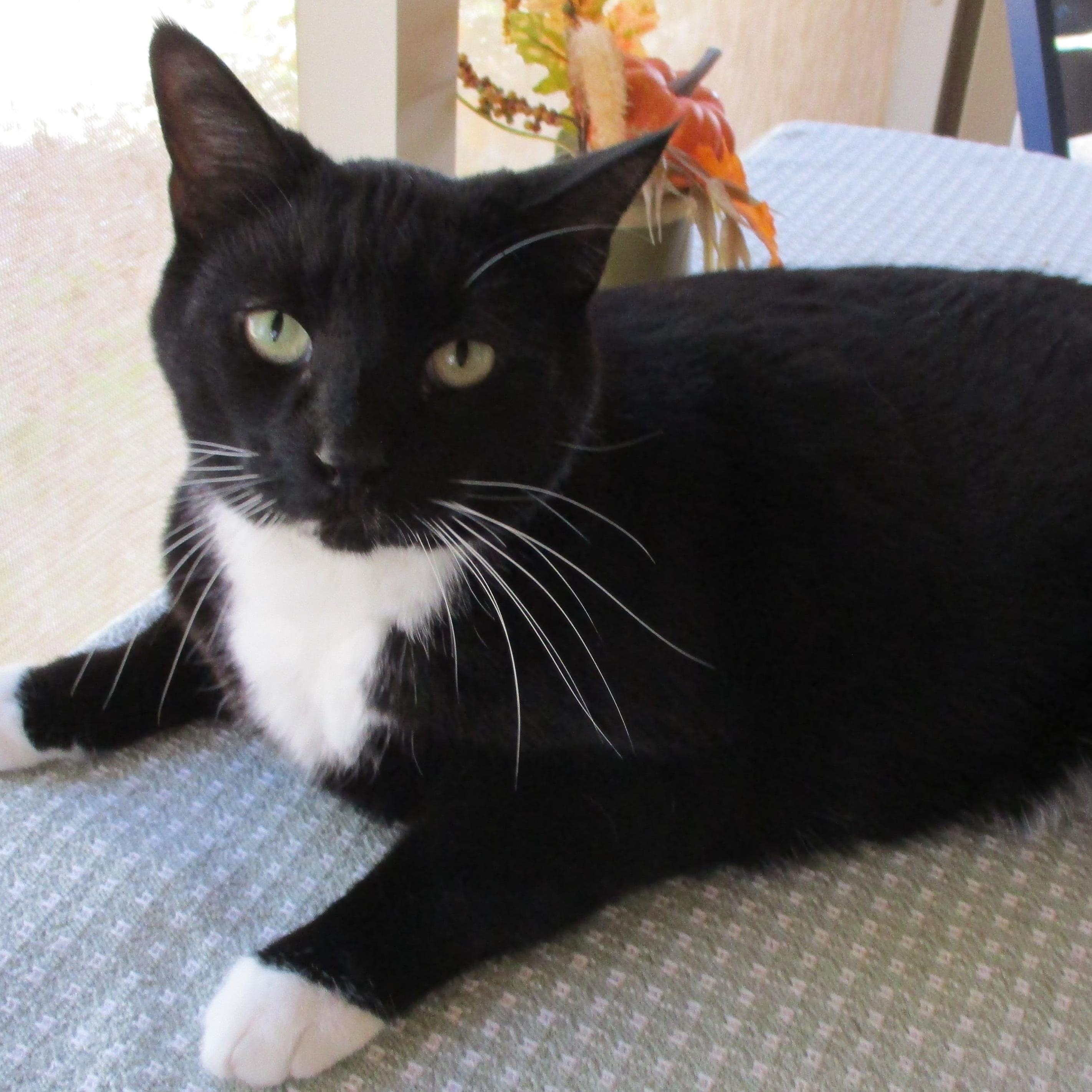 Enlarge Cookie (formerly Sheba), a Adoptable Tuxedo in Mesquite, NV image 1/3