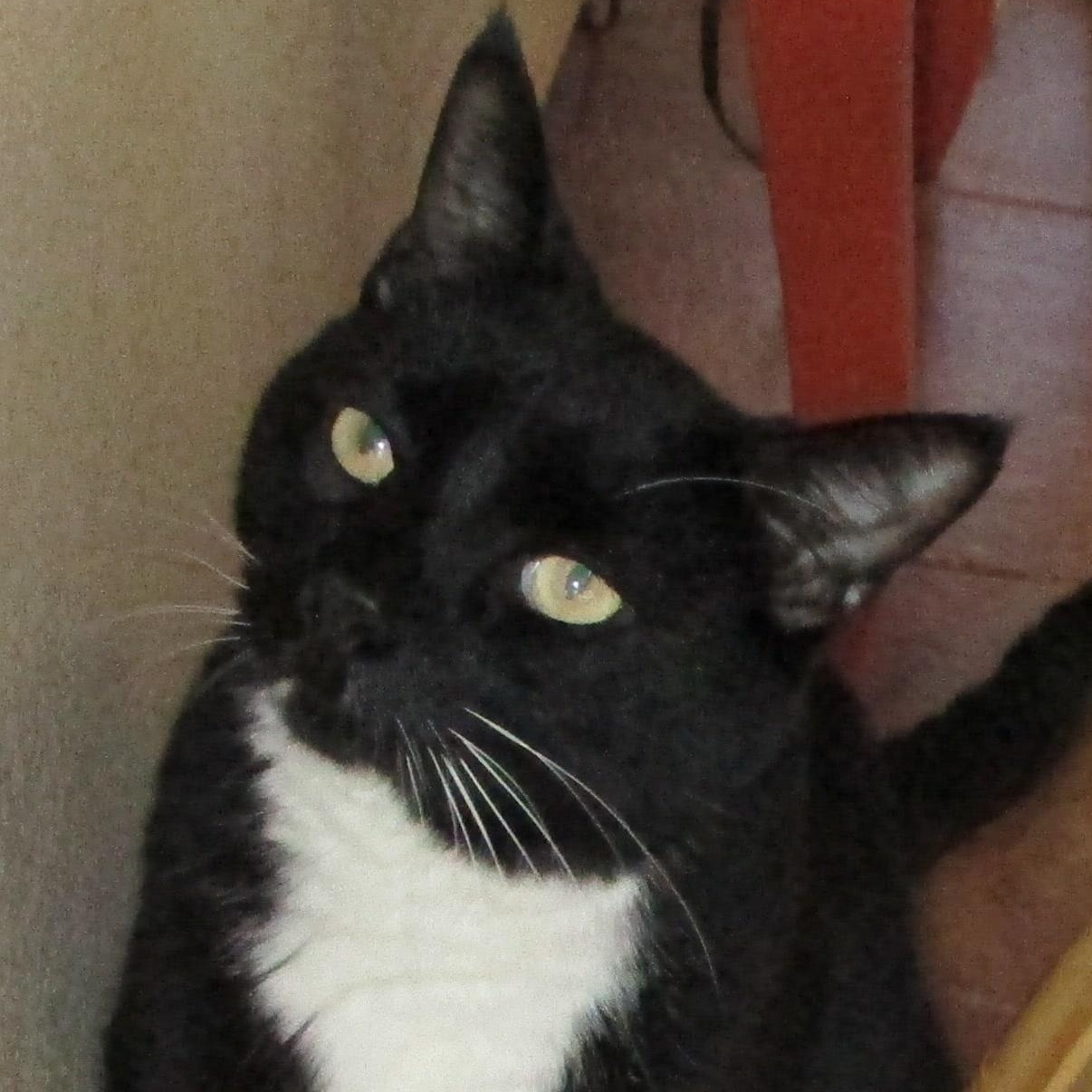 Enlarge Cookie (formerly Sheba), a Adoptable Tuxedo in Mesquite, NV image 2/3