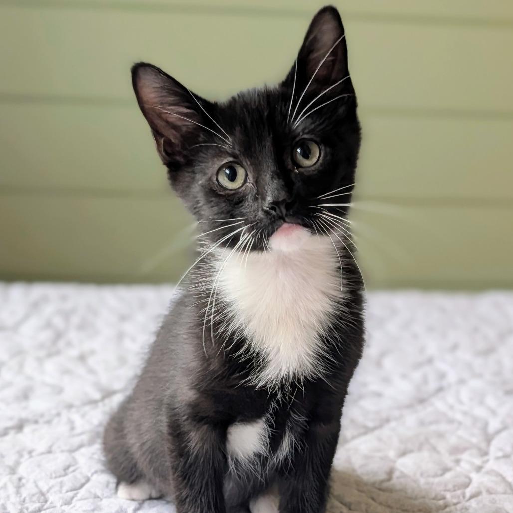 Enlarge Thicket, a ADOPTABLE Domestic Short Hair in Murfreesboro, TN image 1/1