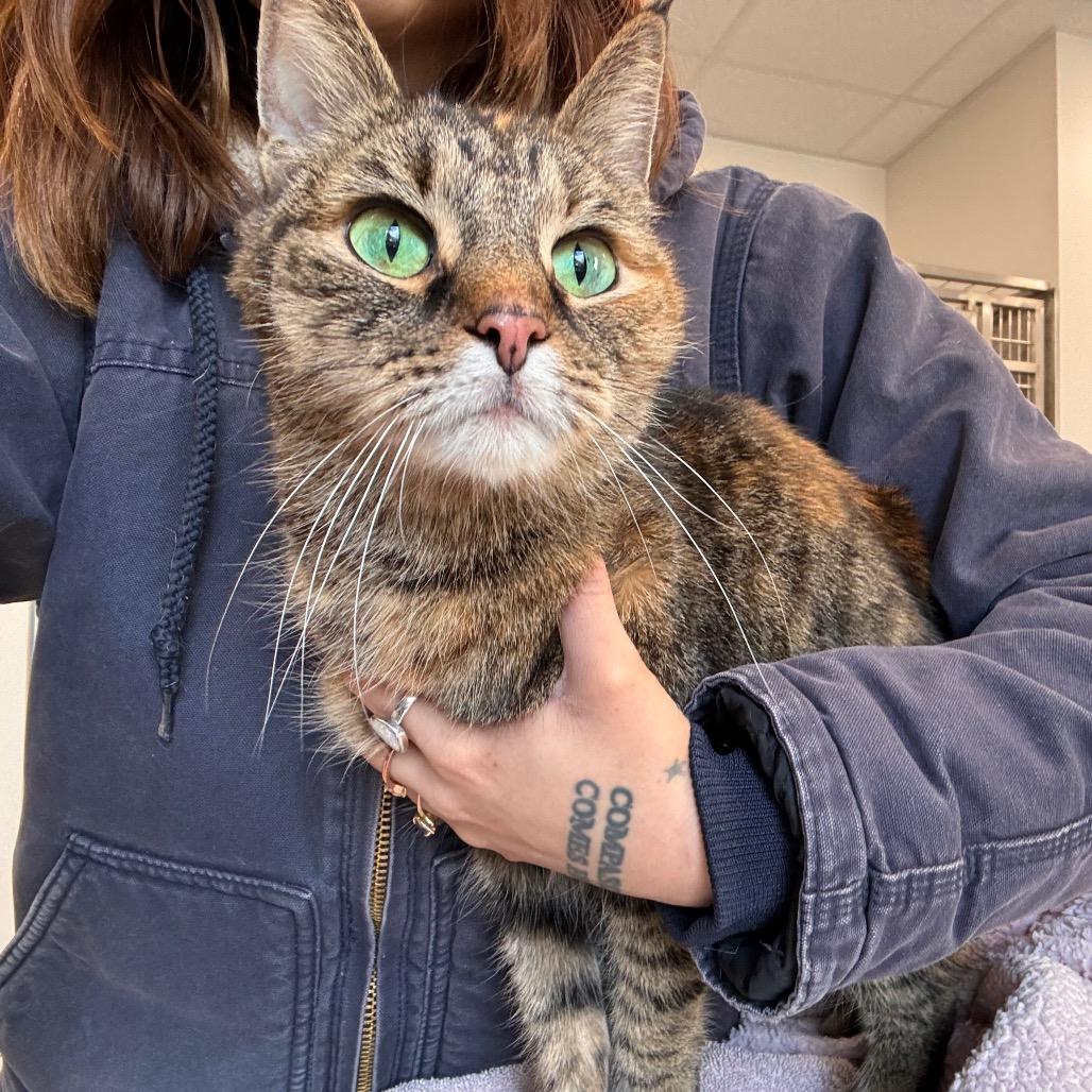 Myrtle, Adoptable, Adult Female Domestic Short Hair.