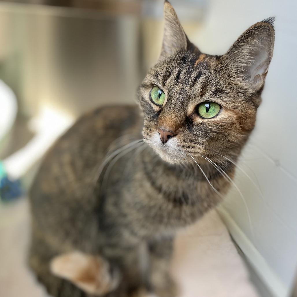 Myrtle, Adoptable, Adult Female Domestic Short Hair.
