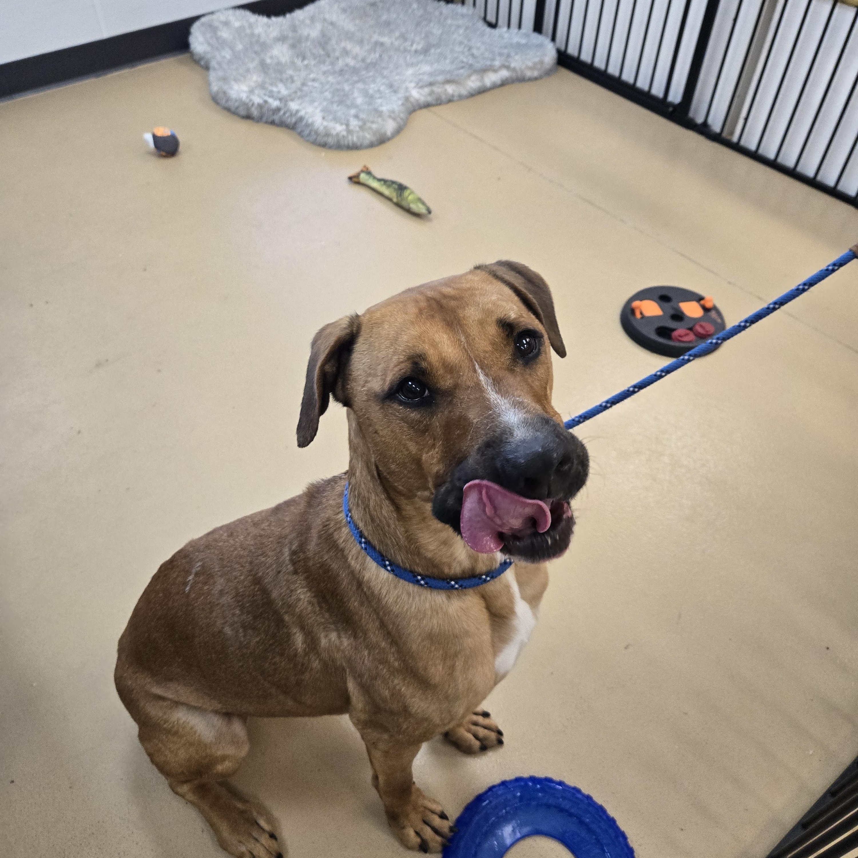 Enlarge Trusty, a Adoptable Hound in Xenia , OH image 3/5