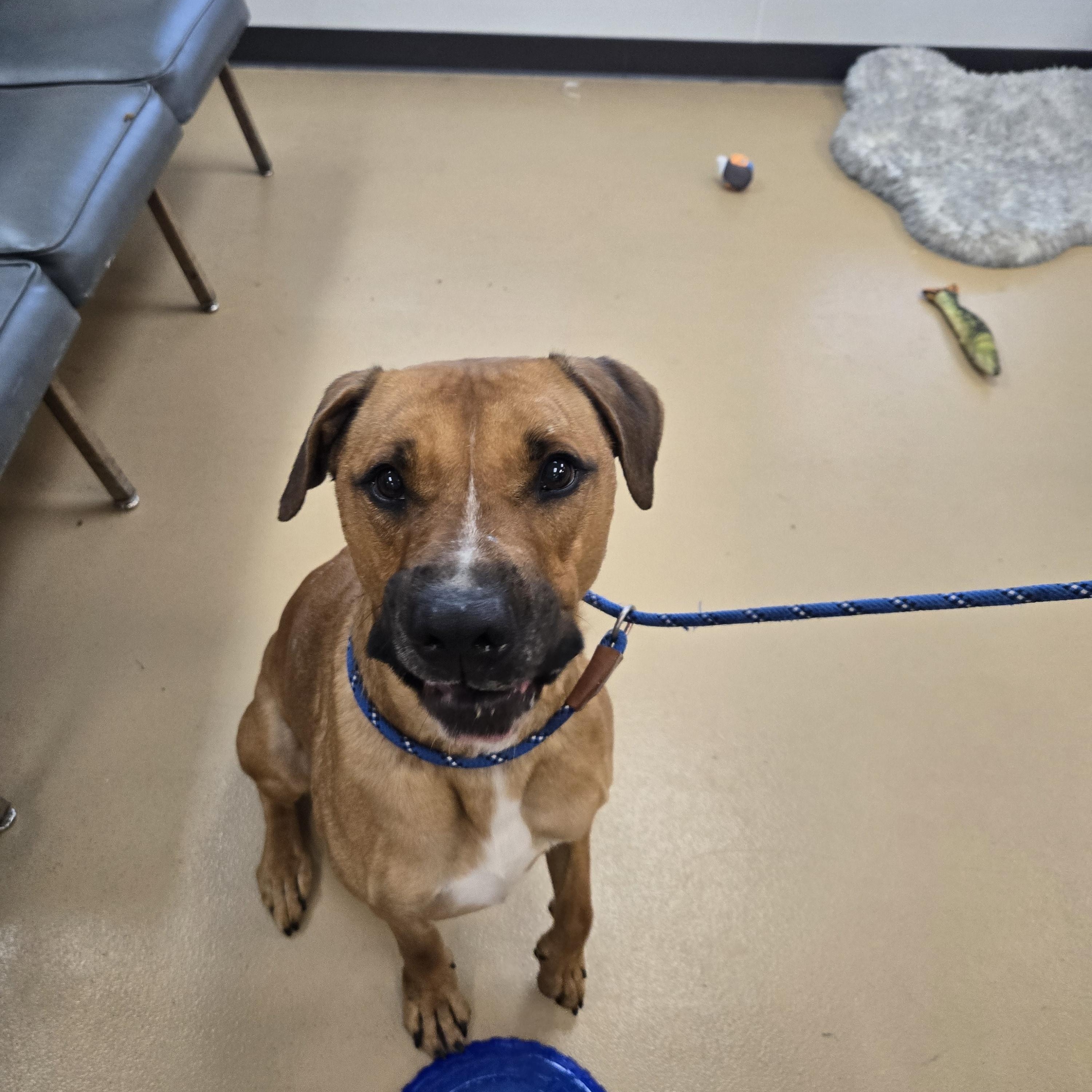 Enlarge Trusty, a Adoptable Hound in Xenia , OH image 4/5