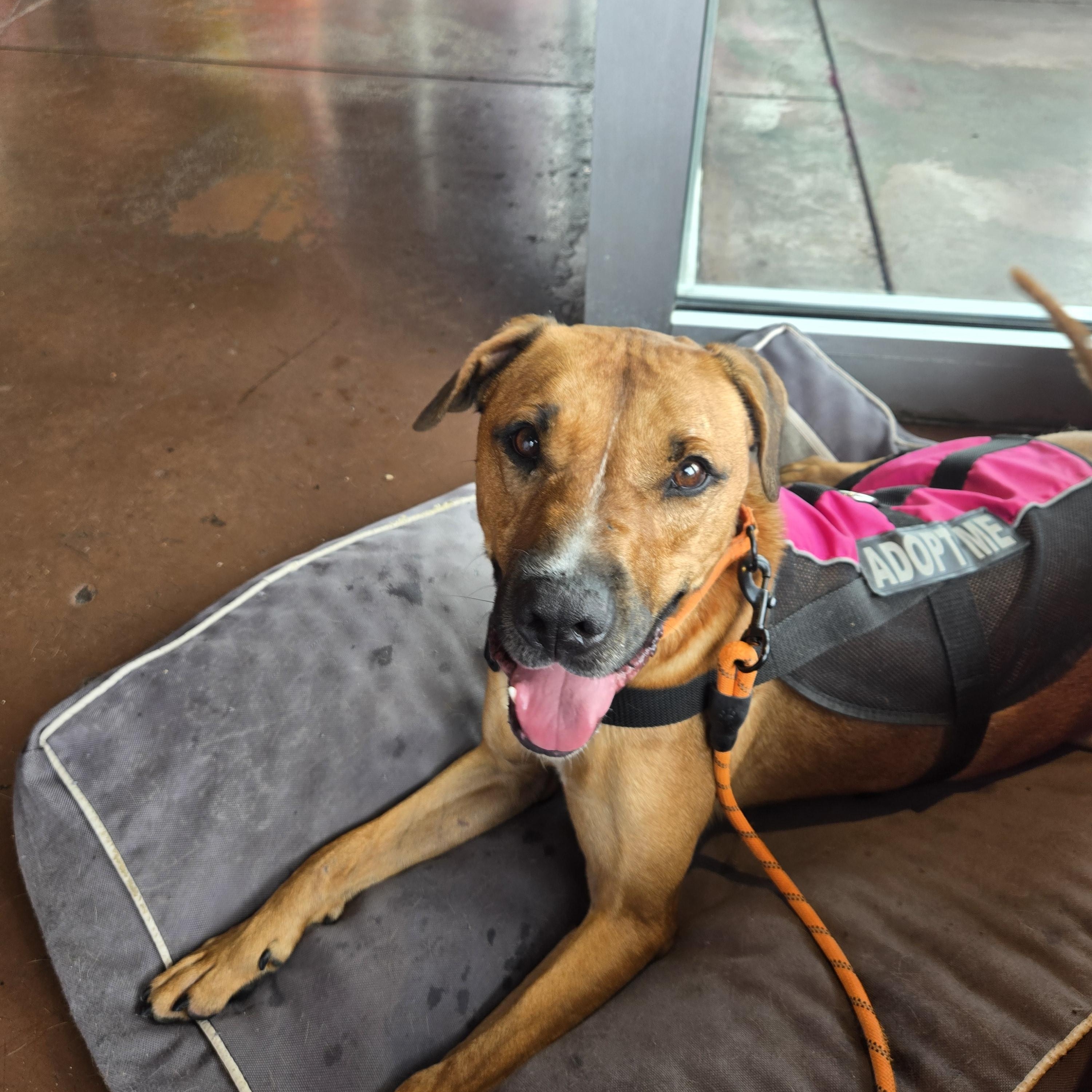 Trusty, Adoptable, Adult Male Hound.