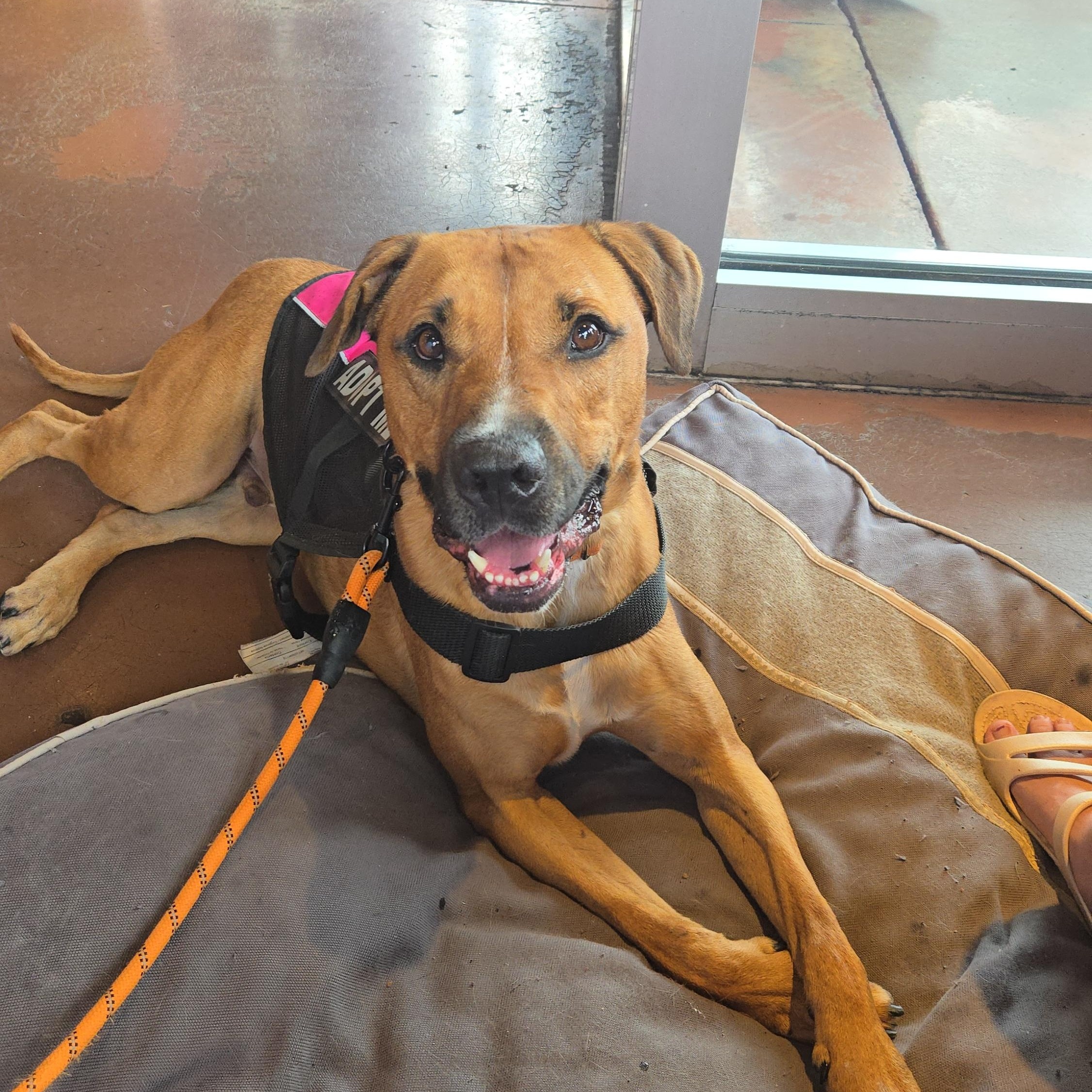 Enlarge Trusty, a Adoptable Hound in Xenia , OH image 2/5