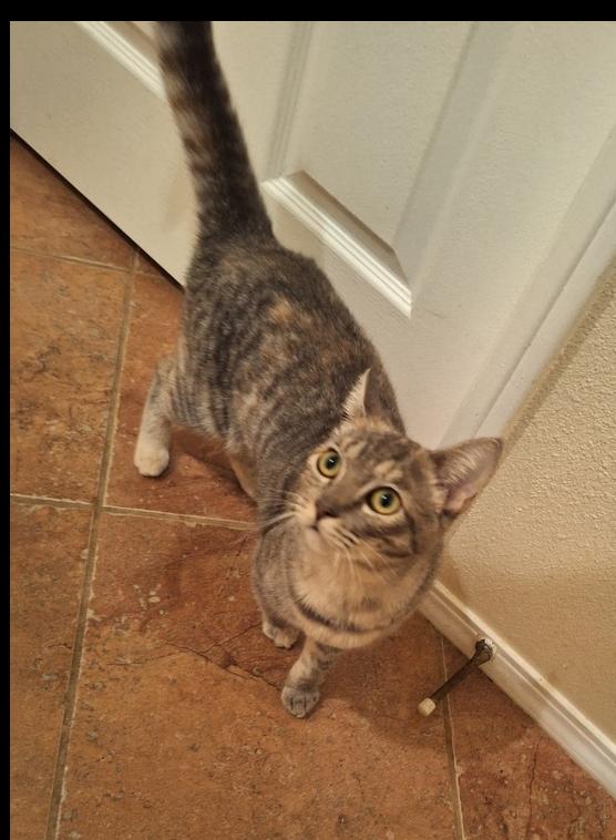 Kara, Adoptable, Kitten Female Tabby & Domestic Short Hair.