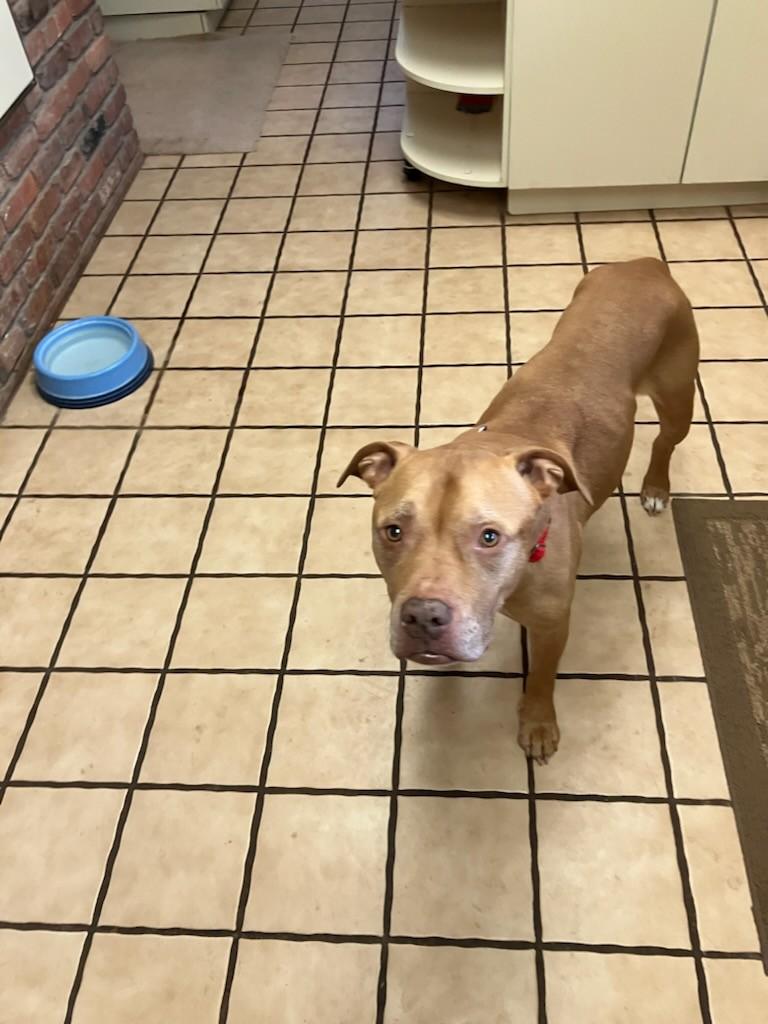 Enlarge Big Man, an adopted Pit Bull Terrier in Teterboro, NJ image 4/4