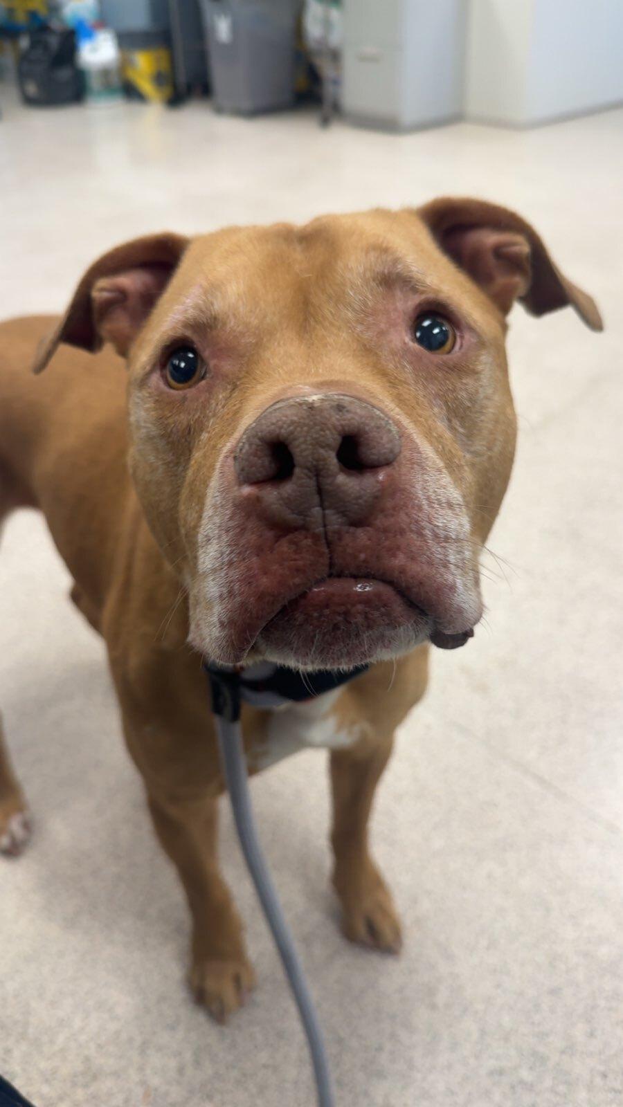 Enlarge Big Man, an adopted Pit Bull Terrier in Teterboro, NJ image 3/4