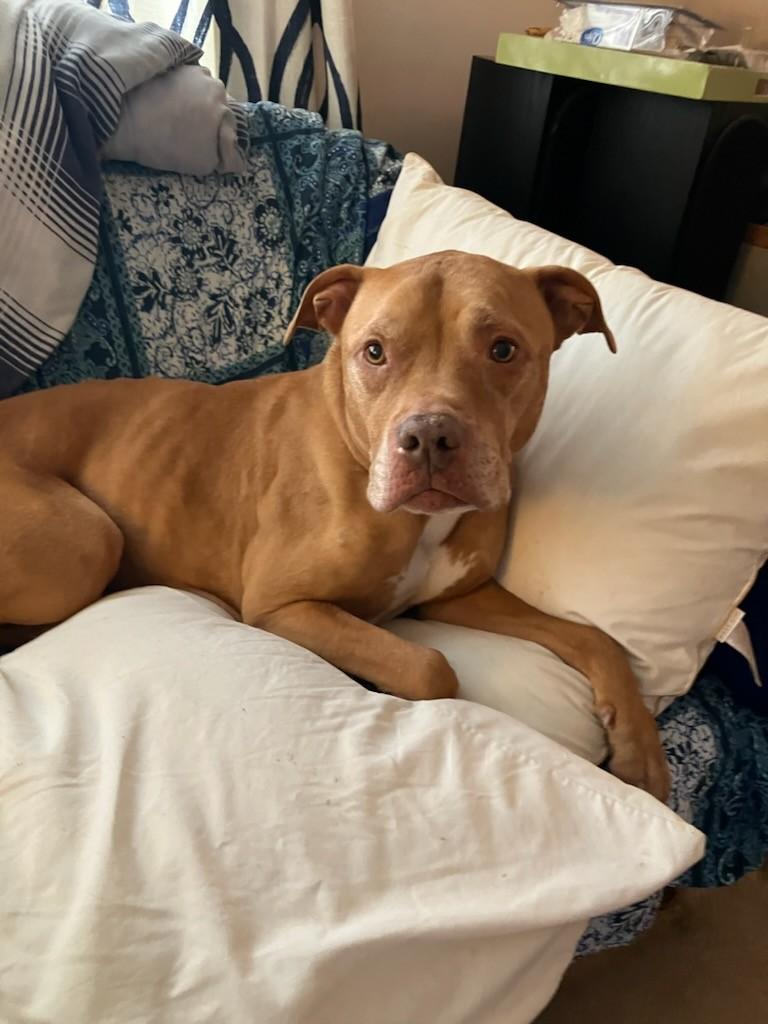 Enlarge Big Man, an adopted Pit Bull Terrier in Teterboro, NJ image 1/4