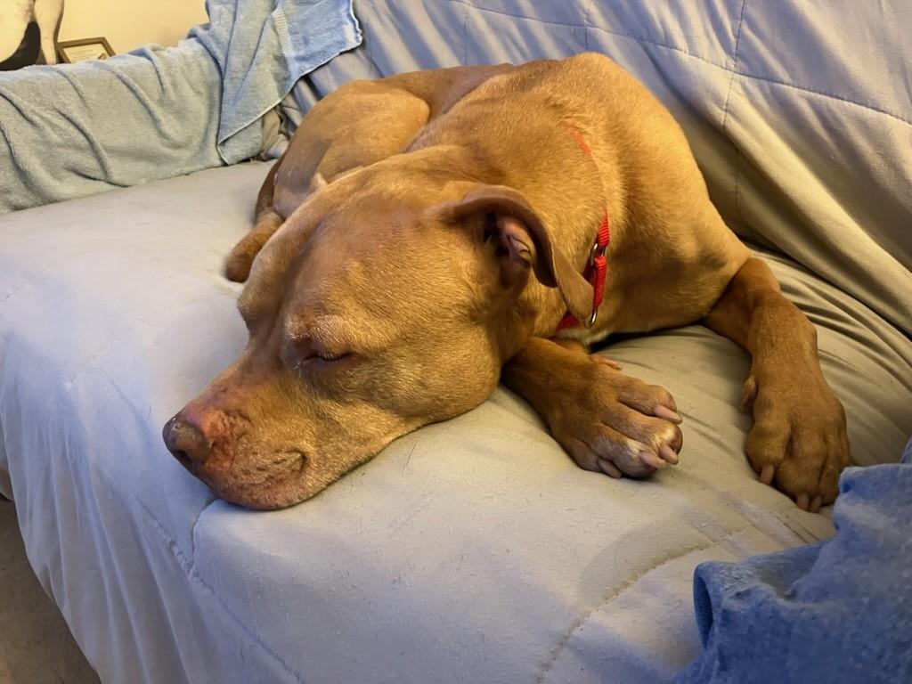 Enlarge Big Man, an adopted Pit Bull Terrier in Teterboro, NJ image 2/4