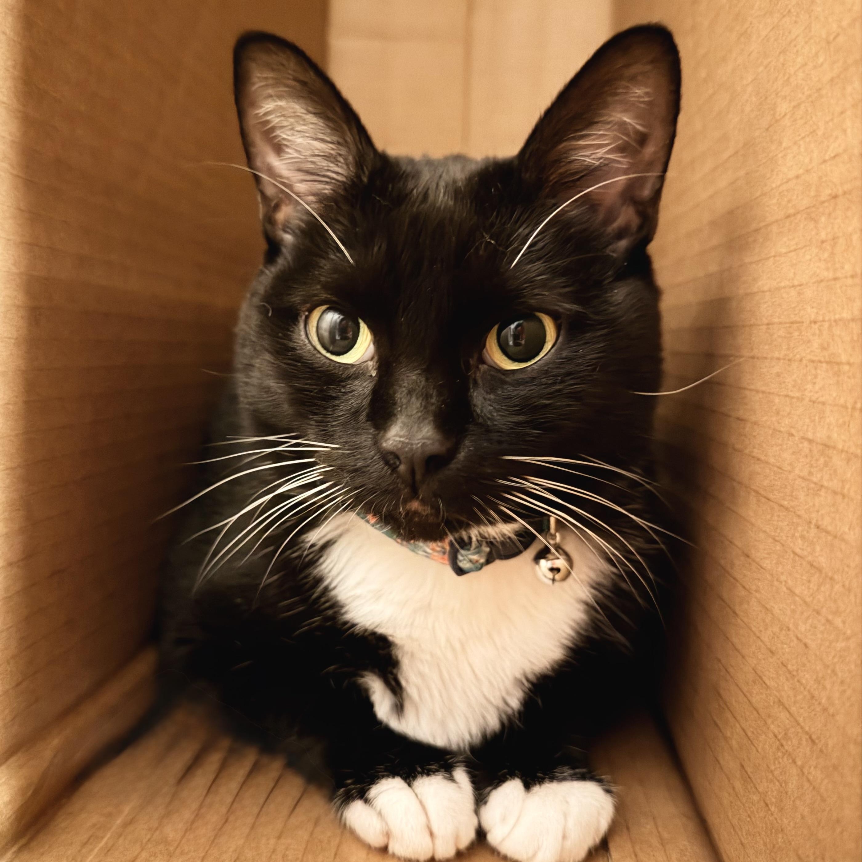 Enlarge Minnie, a Adoptable Tuxedo in Springfield, MO image 4/5