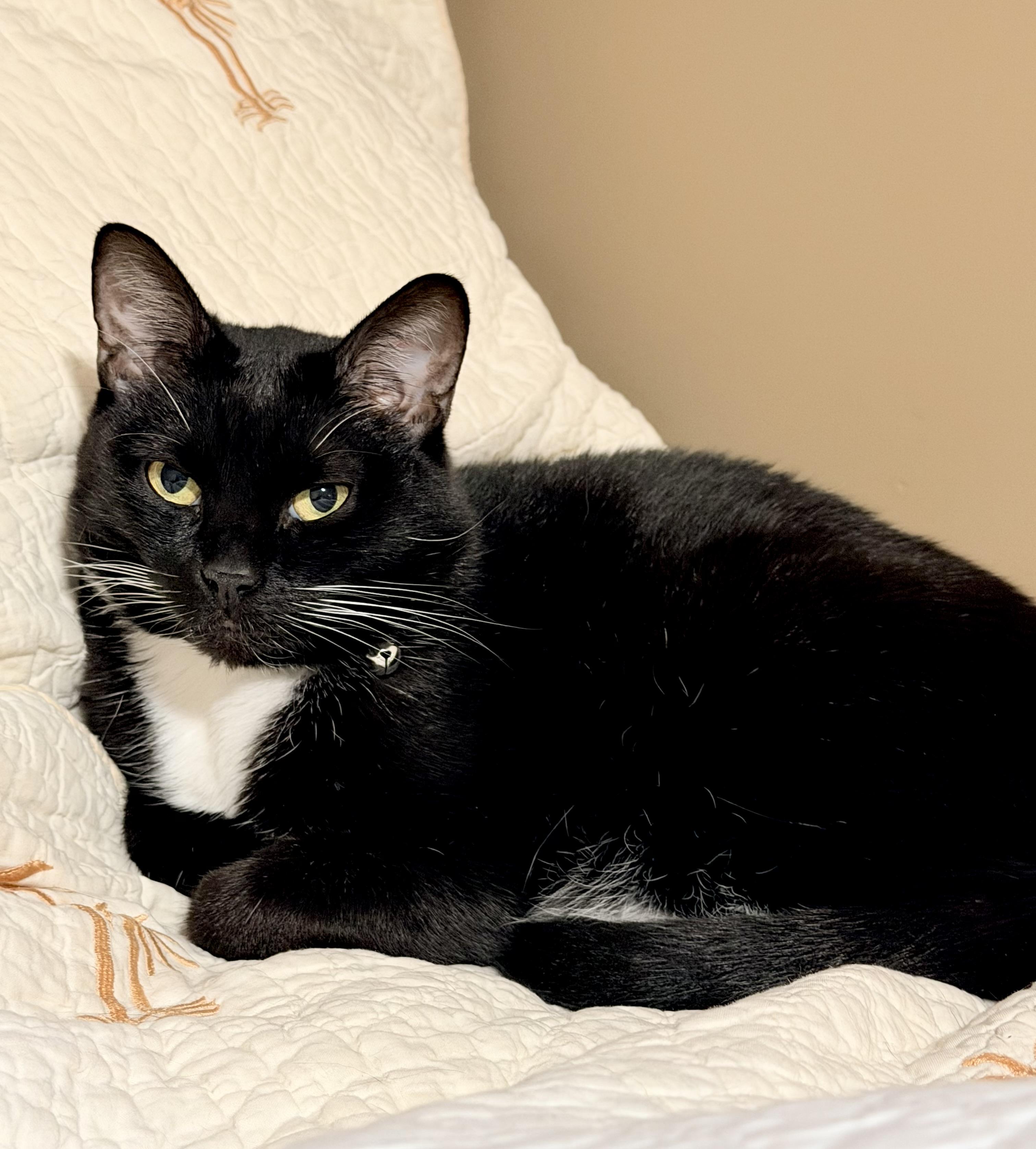 Enlarge Minnie, a Adoptable Tuxedo in Springfield, MO image 1/5