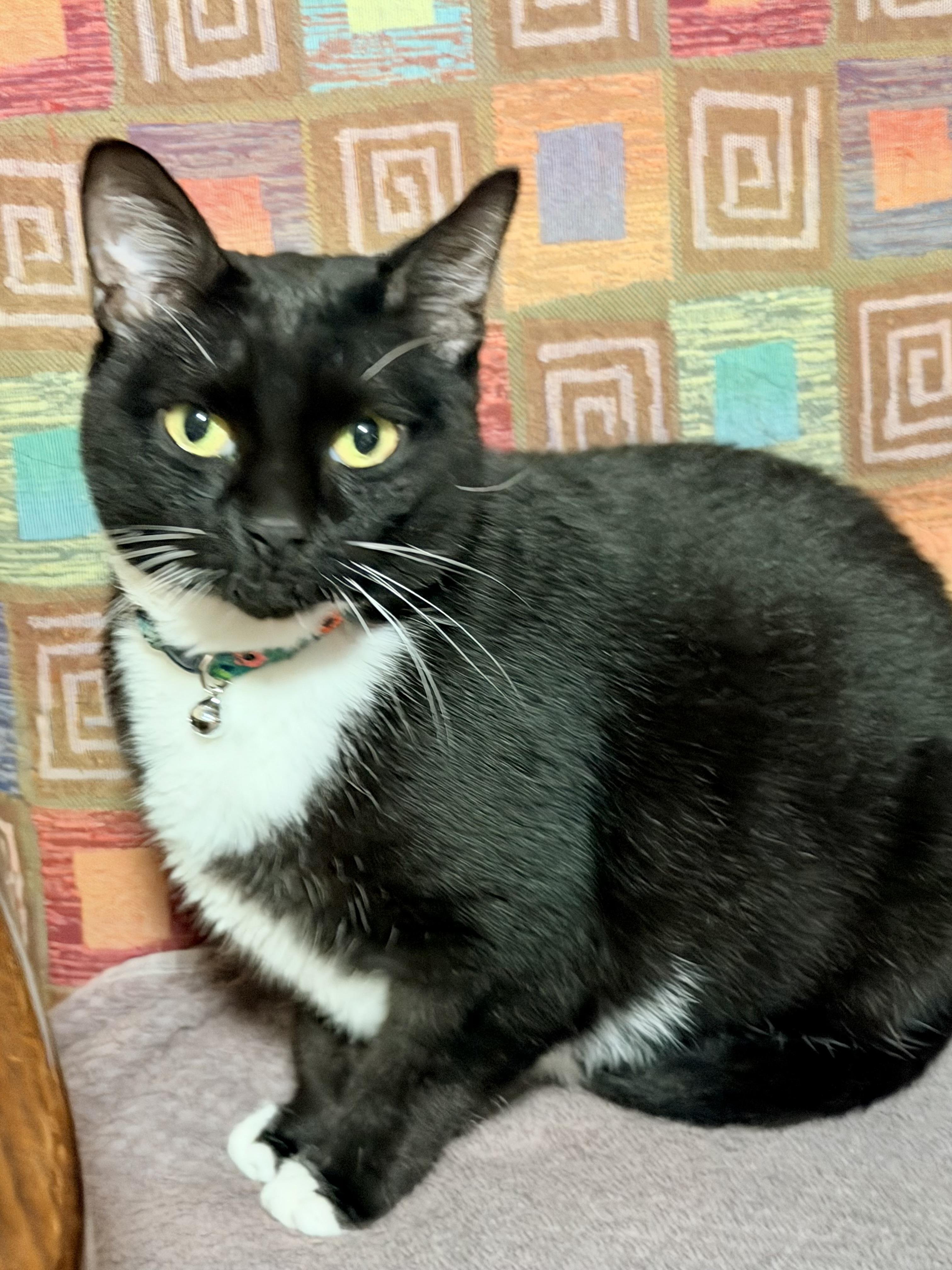 Enlarge Minnie, a Adoptable Tuxedo in Springfield, MO image 2/5