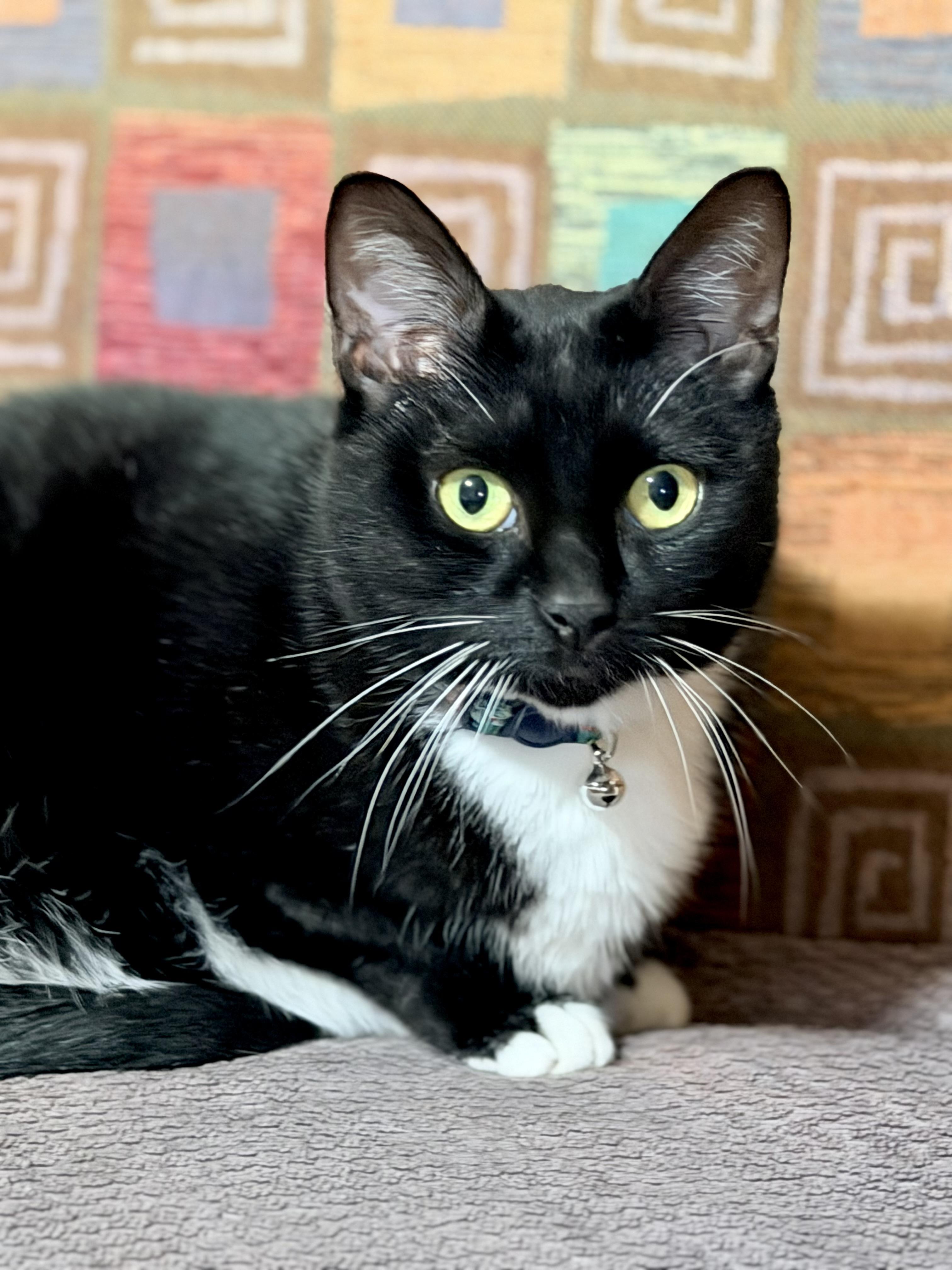 Enlarge Minnie, a Adoptable Tuxedo in Springfield, MO image 3/5