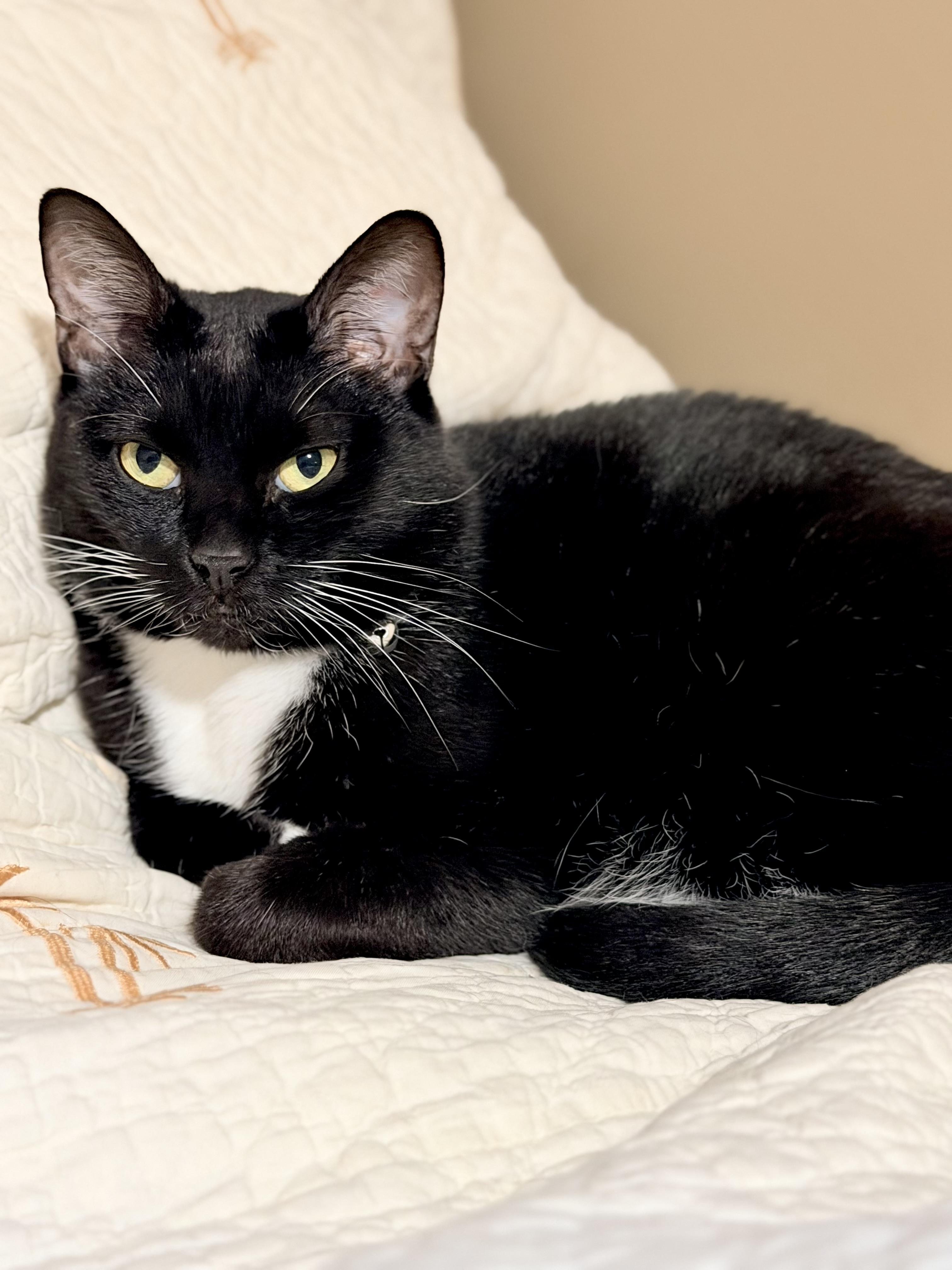 Enlarge Minnie, a Adoptable Tuxedo in Springfield, MO image 5/5