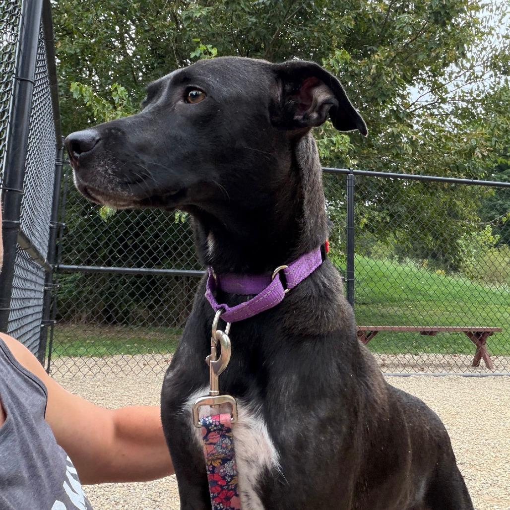 Darla, Adoptable, Adult Female Mixed Breed.