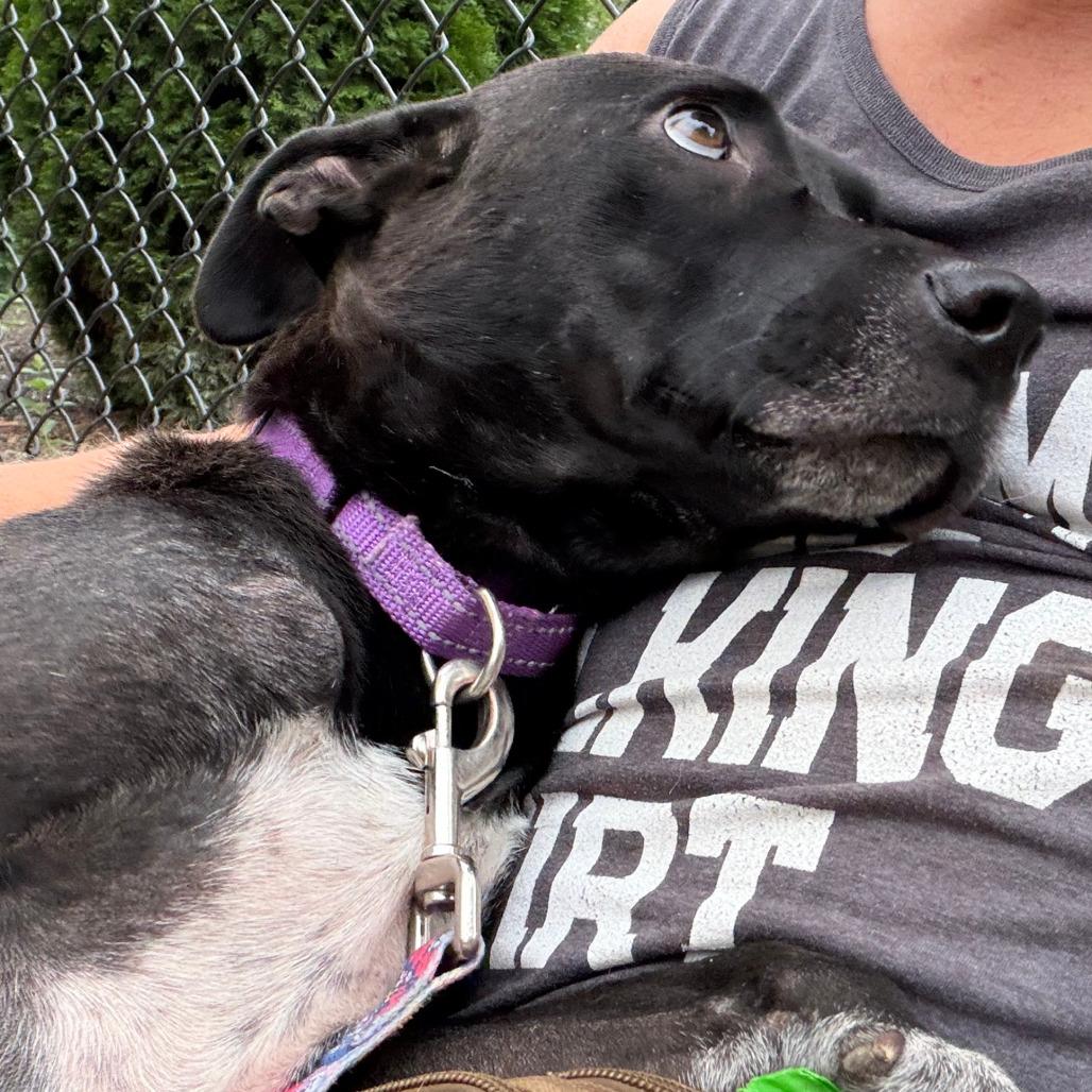 Enlarge Darla, a Adoptable Mixed Breed in Columbia Station, OH image 2/6