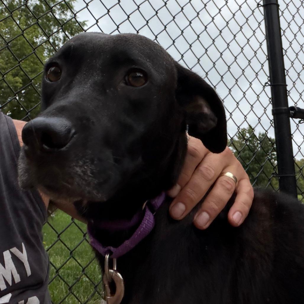 Enlarge Darla, a Adoptable Mixed Breed in Columbia Station, OH image 3/6