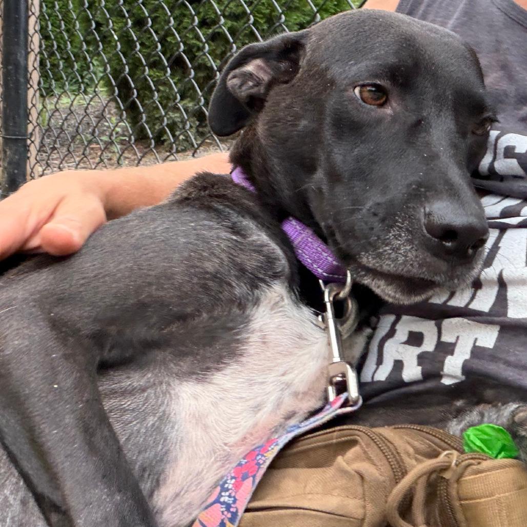 Enlarge Darla, a Adoptable Mixed Breed in Columbia Station, OH image 4/6