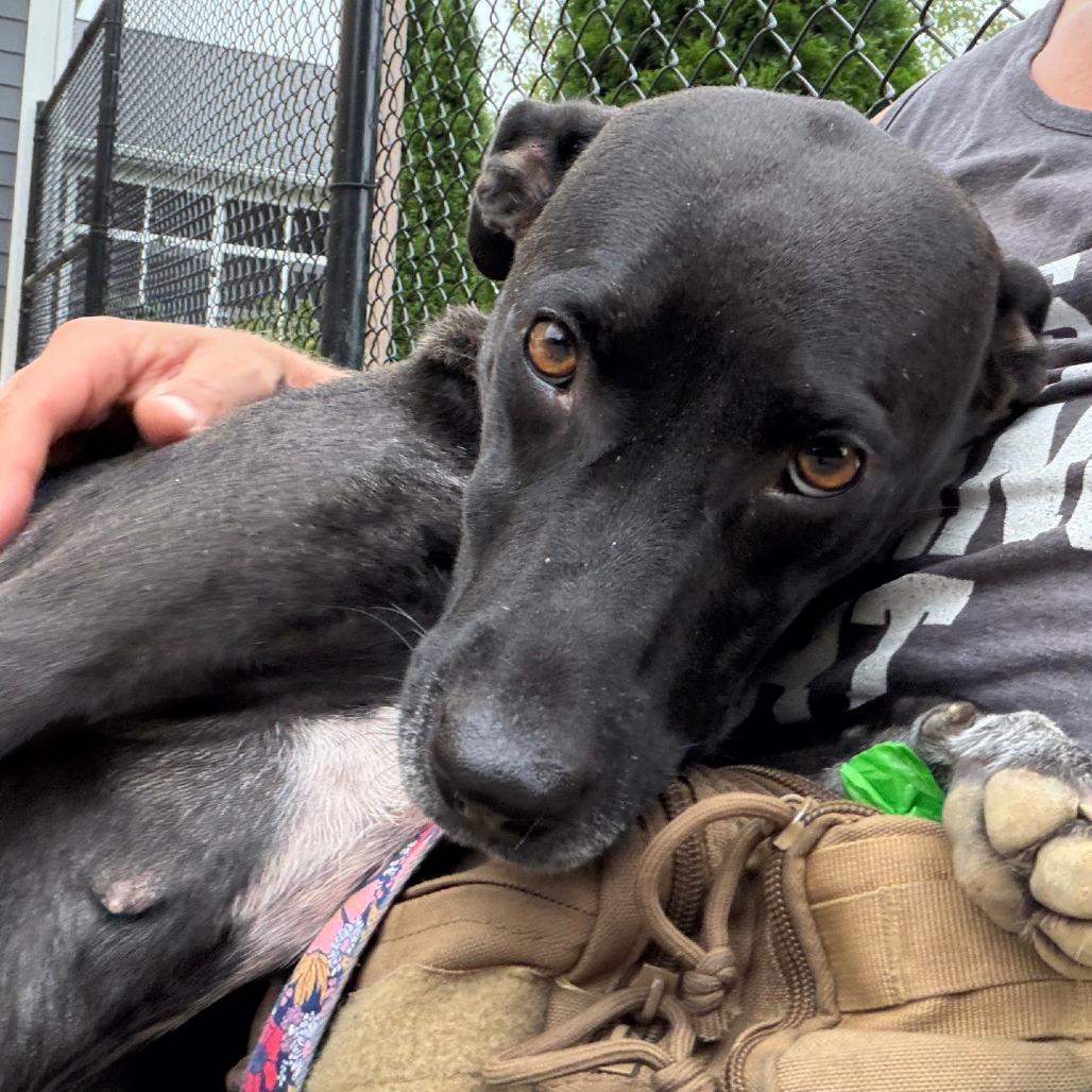 Enlarge Darla, a Adoptable Mixed Breed in Columbia Station, OH image 5/6
