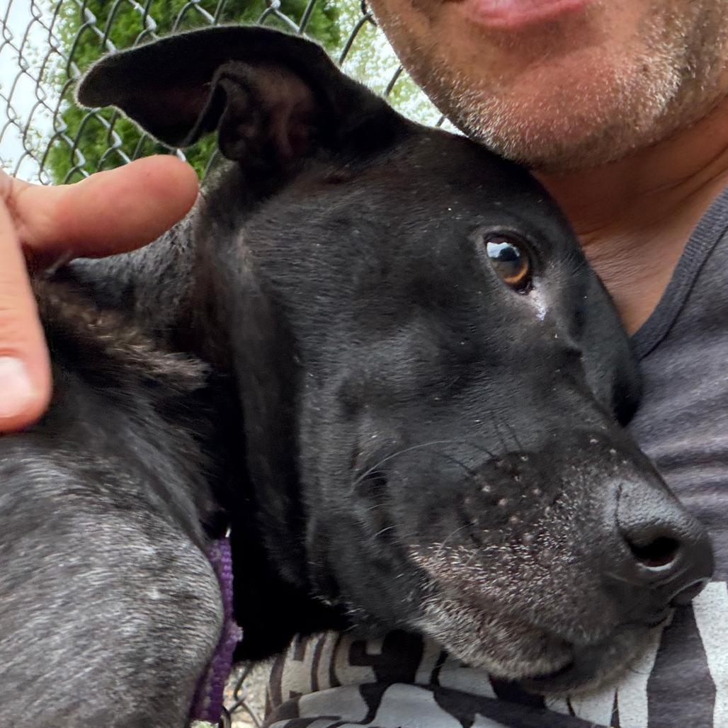 Enlarge Darla, a Adoptable Mixed Breed in Columbia Station, OH image 6/6