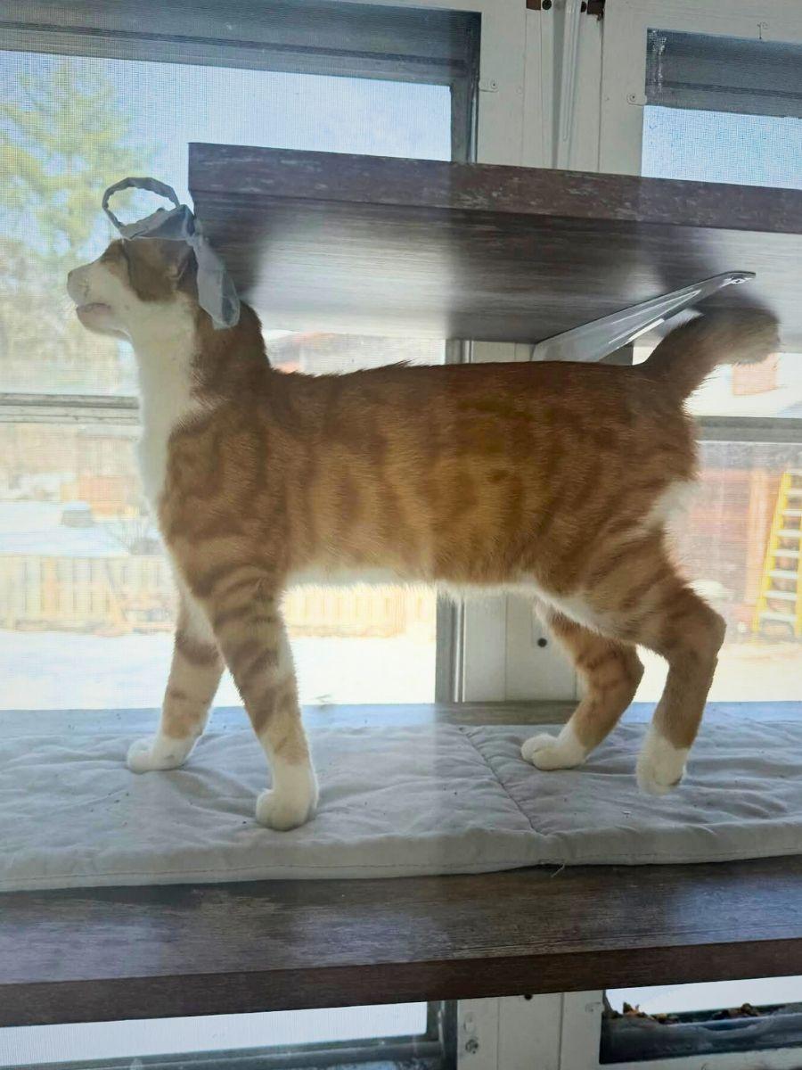 Cody | Young | Domestic Shorthair, a ADOPTABLE Domestic Short Hair in Royalton, IL image 2/6