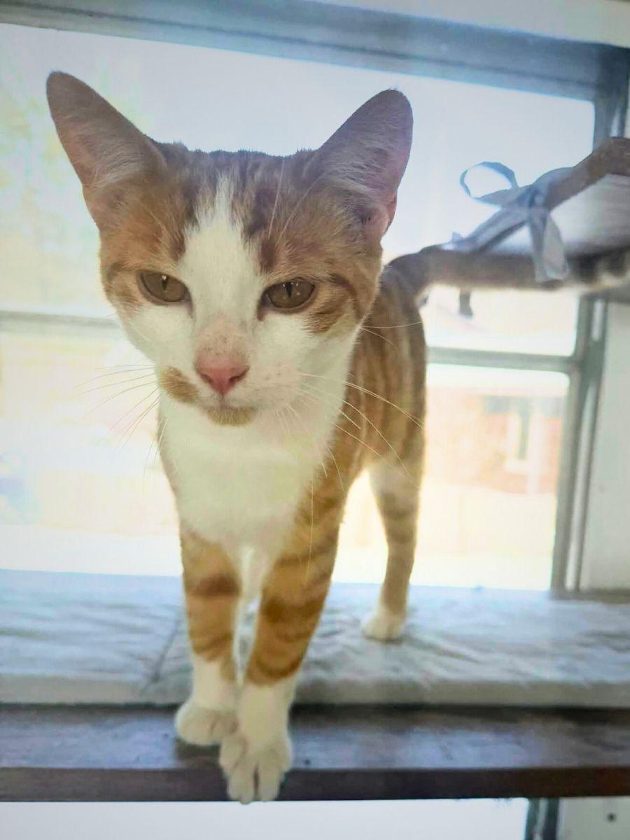 Cody | Young | Domestic Shorthair, a ADOPTABLE Domestic Short Hair in Royalton, IL image 5/6