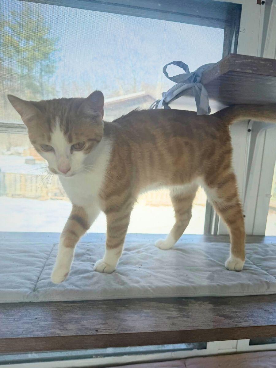 Cody | Young | Domestic Shorthair, a ADOPTABLE Domestic Short Hair in Royalton, IL image 4/6