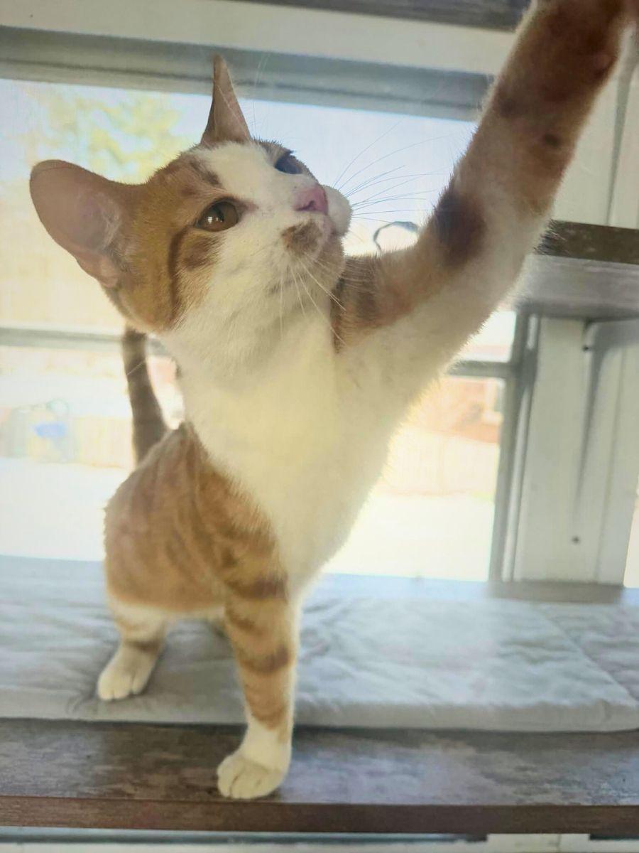 Cody | Young | Domestic Shorthair, a ADOPTABLE Domestic Short Hair in Royalton, IL image 1/6