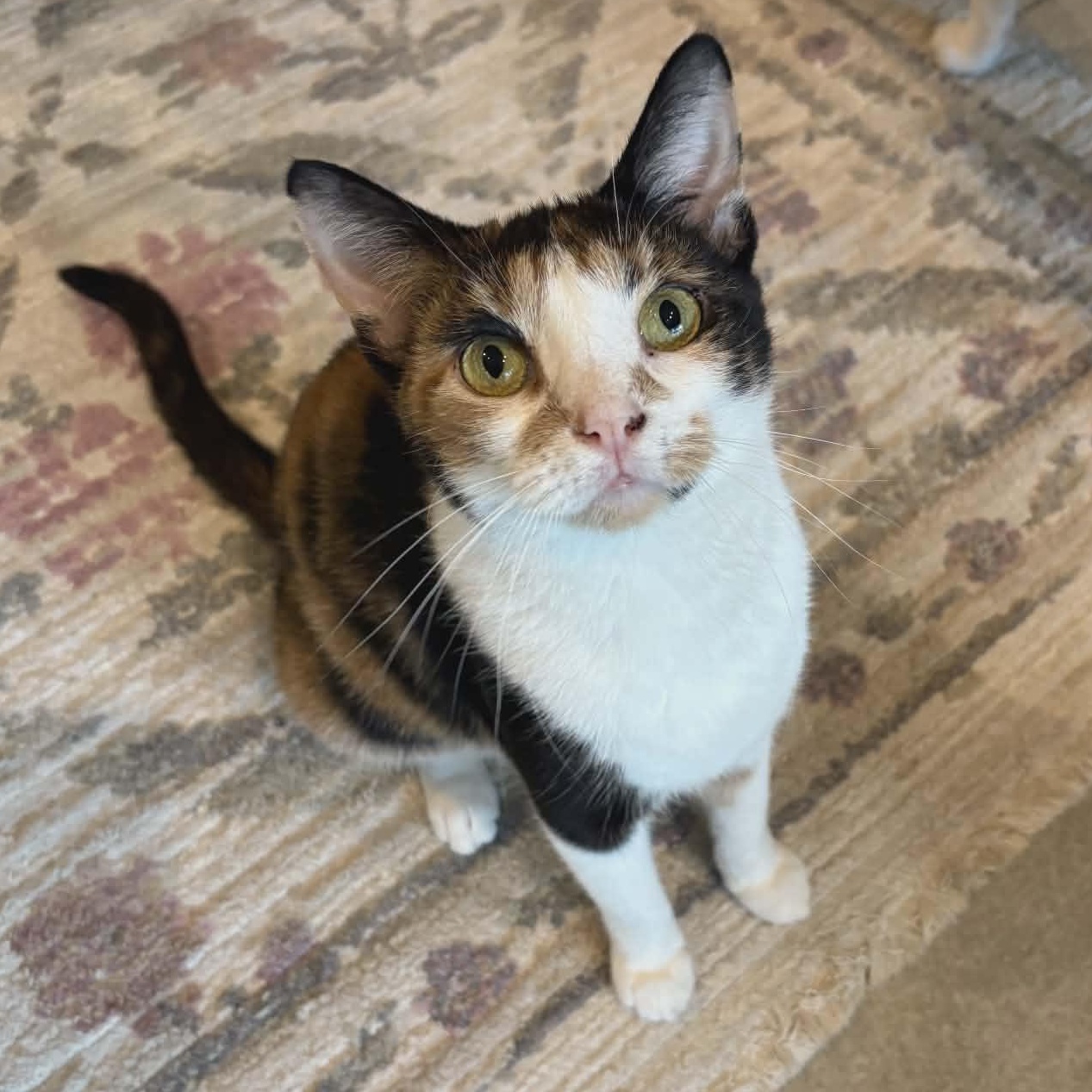 Ava (Gentle), ADOPTABLE, Young Female Calico.