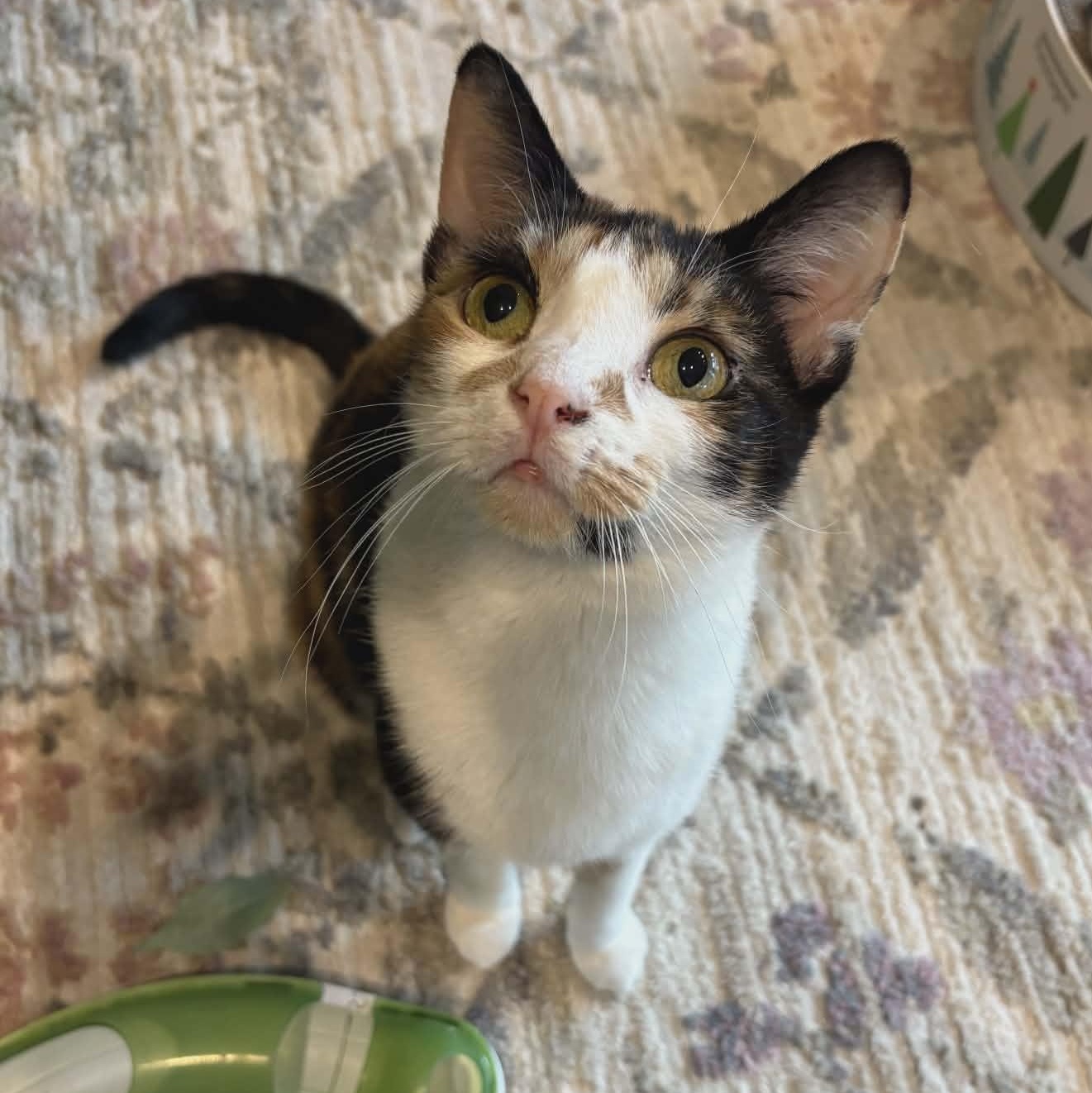 Enlarge Ava (Gentle), a ADOPTABLE Calico in Rochester, NY image 2/2