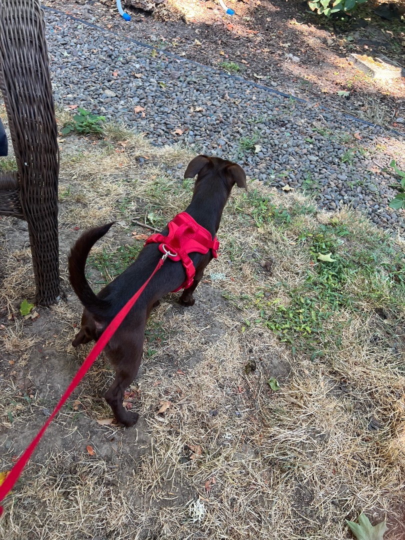 Enlarge Coffee , an adoptable mixed breed in Beaverton, OR image 4/5