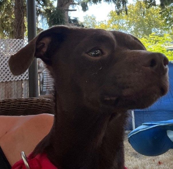 Enlarge Coffee , an adoptable mixed breed in Beaverton, OR image 2/5