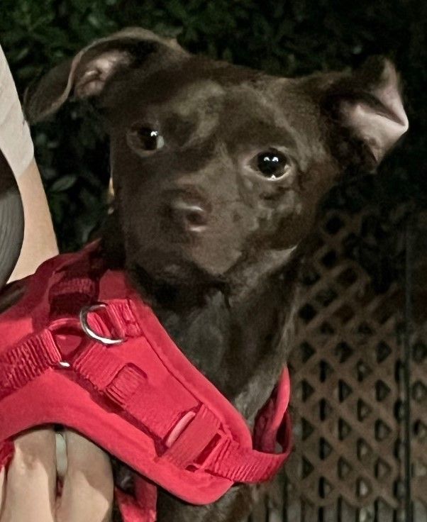 Enlarge Coffee , an adoptable mixed breed in Beaverton, OR image 1/5
