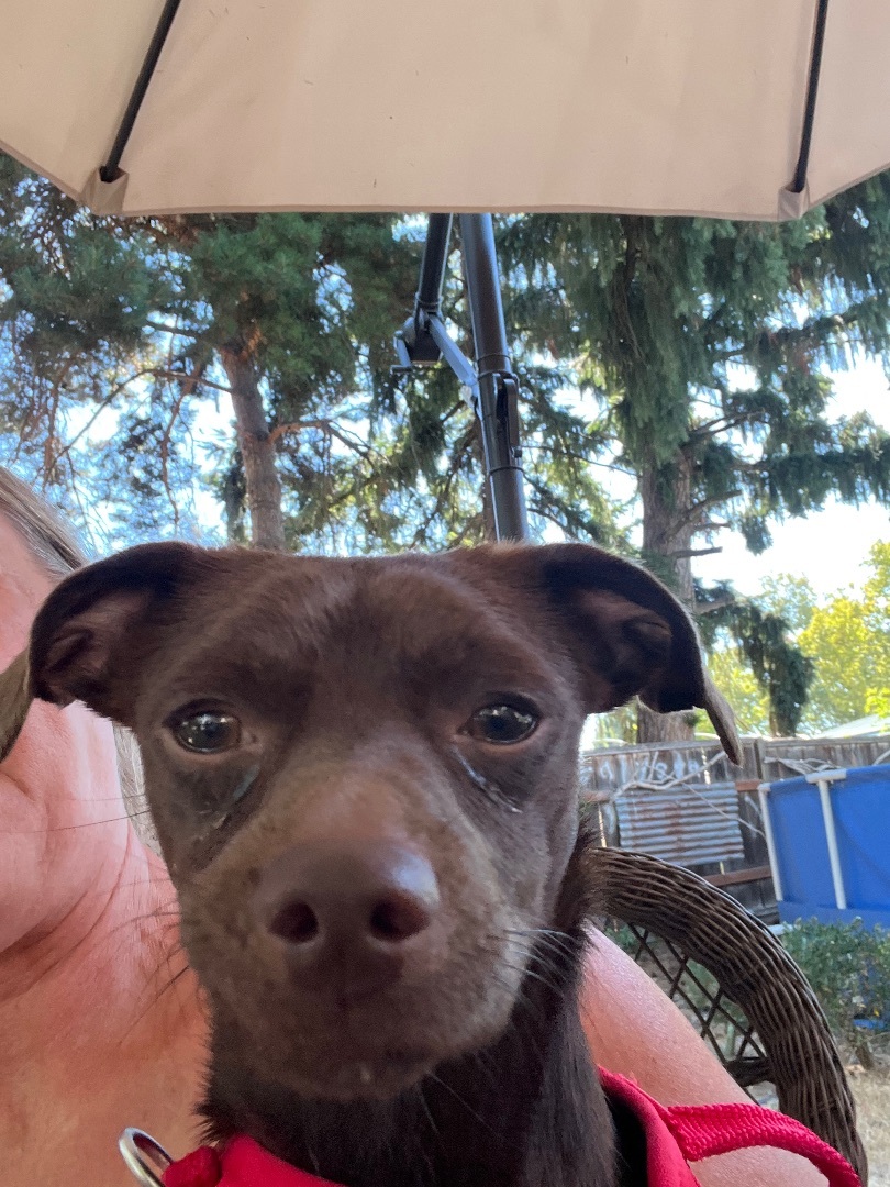 Enlarge Coffee , an adoptable mixed breed in Beaverton, OR image 3/5