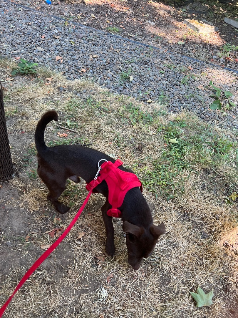 Enlarge Coffee , an adoptable mixed breed in Beaverton, OR image 5/5