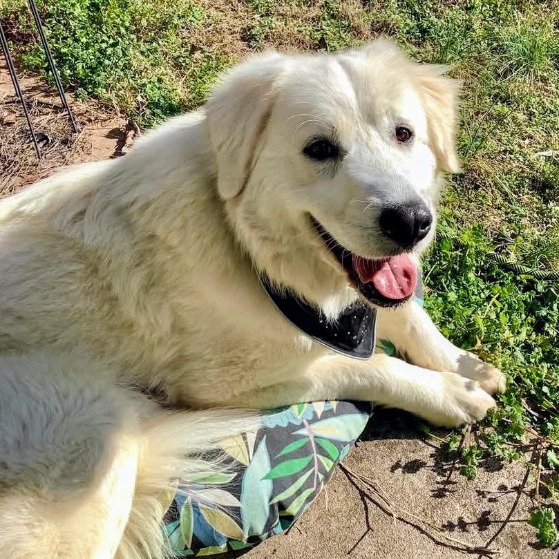Aurora, Adoptable, Adult Female Great Pyrenees.