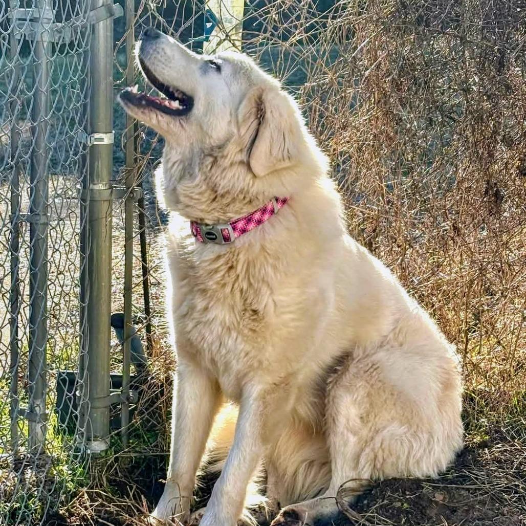 Aurora, a Adoptable Great Pyrenees in Shelby, NC image 2/4