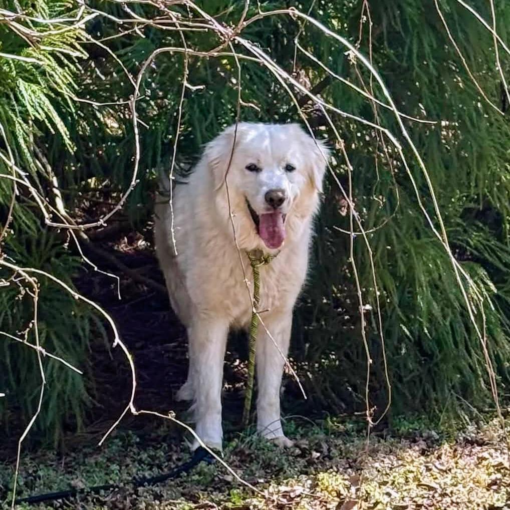 Aurora, a Adoptable Great Pyrenees in Shelby, NC image 3/4