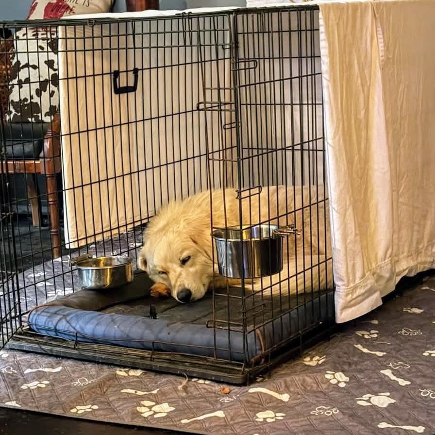 Aurora, a Adoptable Great Pyrenees in Shelby, NC image 4/4