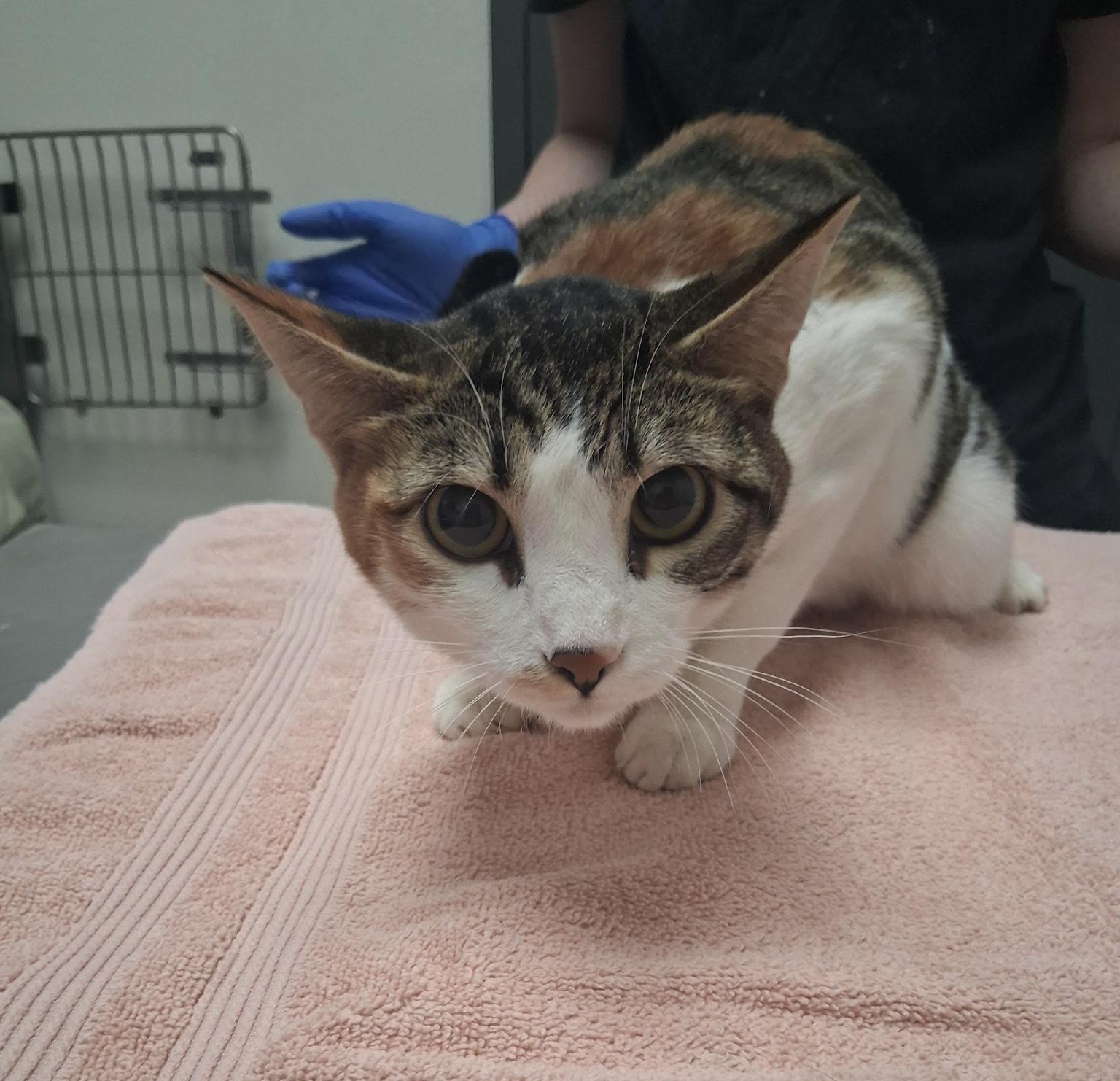 Birdie (Bonded with Goldie), Adoptable, Young Female Domestic Short Hair.